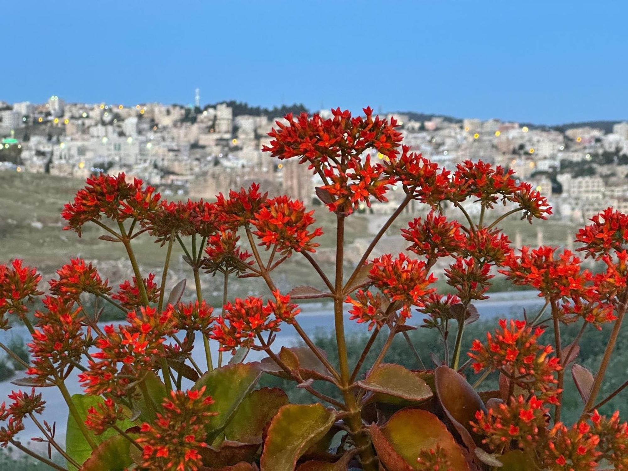 Jerash City View ジャラシュ エクステリア 写真