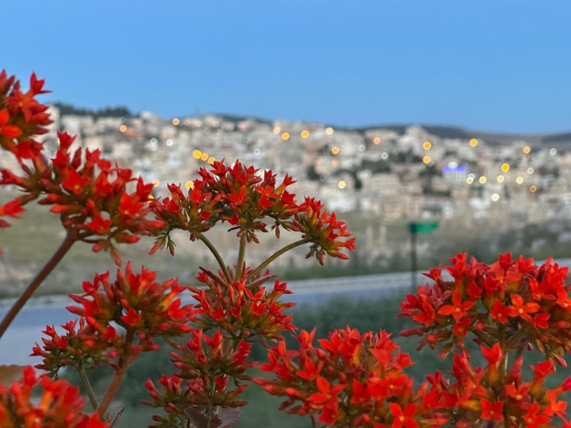 Jerash City View ジャラシュ エクステリア 写真